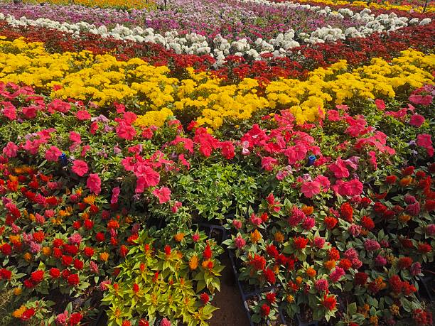 Image of a lush, colorful garden bed featuring several types of flowers in a striking display of red, yellow, and pink.