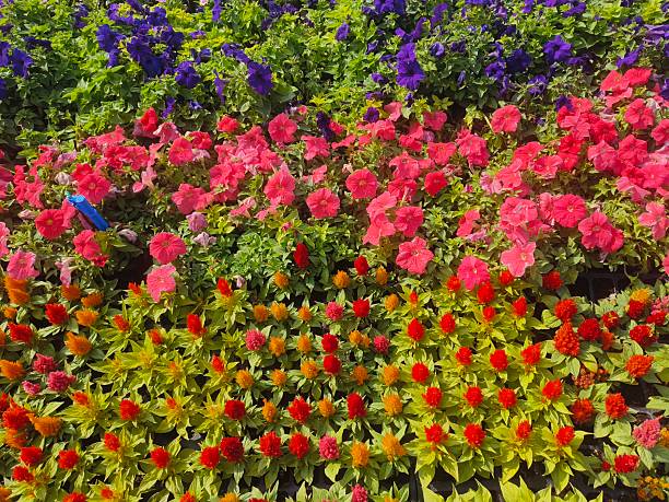 A vibrant and colorful display of annual flowers creates a rich tapestry of color in a garden setting. The image is divided into distinct sections of blooming plants.