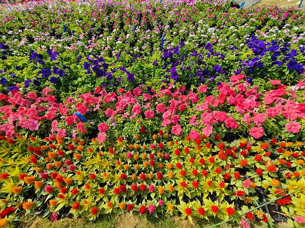 Image of a lush, colorful garden bed featuring several types of flowers in a striking display of red, yellow, and pink.