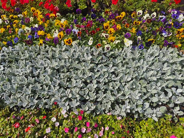 Beautifully designed, multi-layered garden bed. It features a striking central border of Dusty Miller (Jacobaea maritima or Senecio cineraria) plants, known for their unique, velvety, silver-grey foliage.