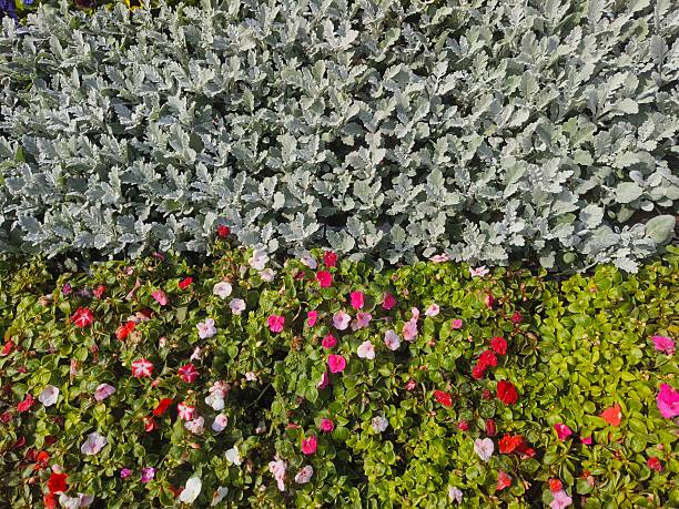 Beautifully designed, multi-layered garden bed. It features a striking central border of Dusty Miller (Jacobaea maritima or Senecio cineraria) plants, known for their unique, velvety, silver-grey foliage.