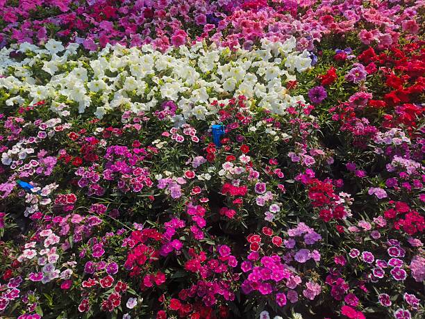 Image of a lush, colorful garden bed featuring several types of flowers in a striking display of red, yellow, and pink.