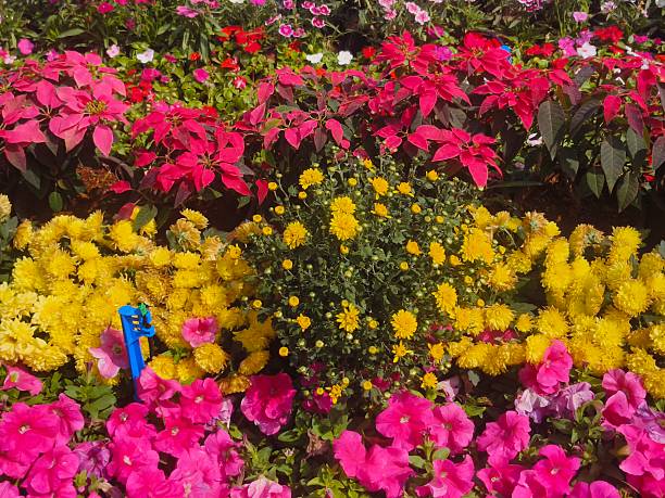 Image of a lush, colorful garden bed featuring several types of flowers in a striking display of red, yellow, and pink.