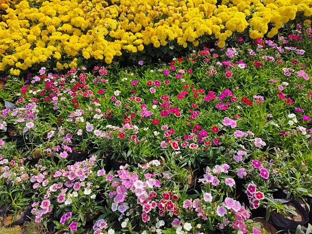 Multi colour flowers in flowers show