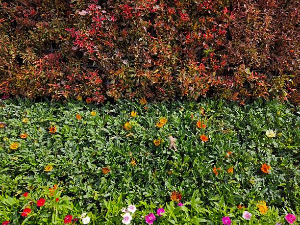 Multi colour flowers in flowers show