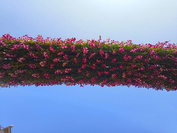 A large, elaborate floral sculpture