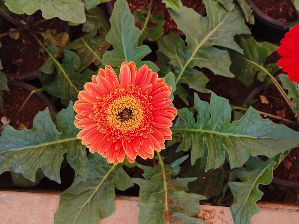 Close-up view of a single, vibrant orange Gerbera daisy (Gerbera jamesonii), commonly known as the Transvaal daisy. The flower's prominent central disc is a striking yellow and dark brown, encircled by multiple layers of bright orange petals.