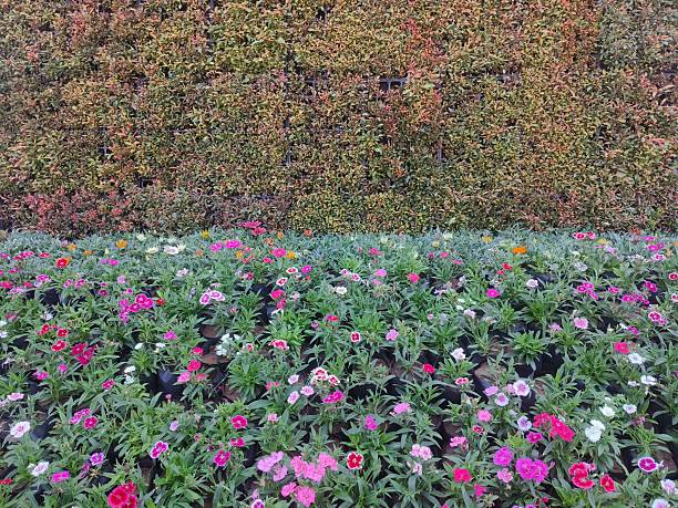 Multi colour flowers in flowers show