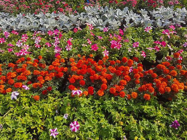 Multi colour flowers in flowers show