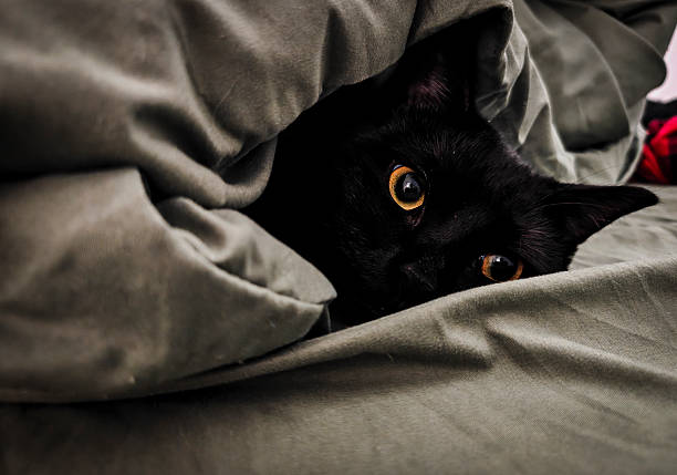 istock Cozy domestic cat relaxing 2254801463