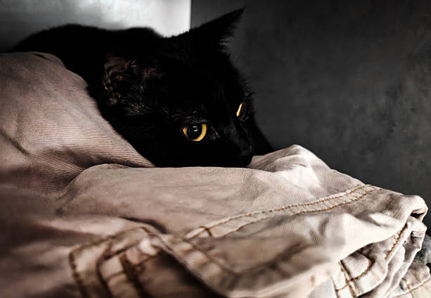istock Cozy domestic cat relaxing 2254801468