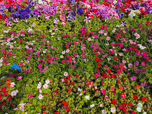 Image display of multiple colours flowers showcasing rows of brightly colored, mass-planted annuals and perennials in flowers show amdabad.