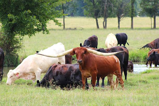 A herd of cattle in a field grazing. One in the front has extremely long horns and a muscular stature, looking at the camera.