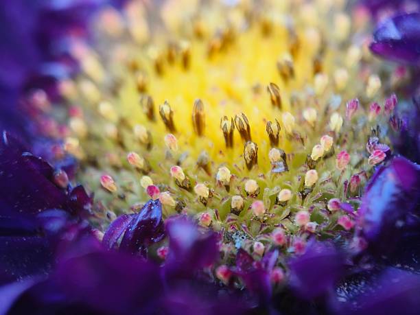 Extreme close-up captures the natural elegance of a vibrant purple bloom, showcasing rich color contrast, fine texture, and subtle water droplets