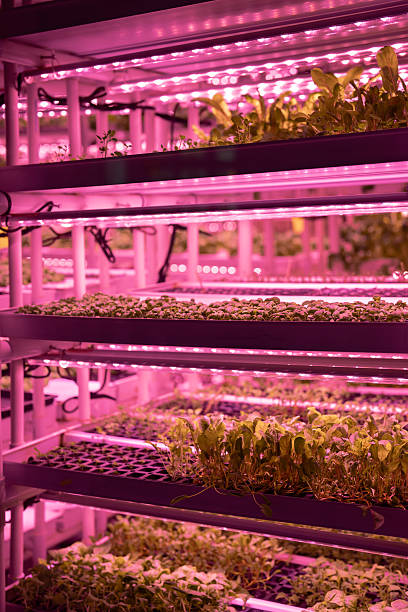 istock Microgreens under grow lights. Indoor vertical smart farm with hydroponics on stacks in greenhouse 2254802982