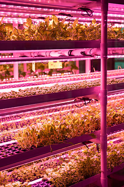 istock Microgreens under grow lights. Indoor vertical smart farm with hydroponics on stacks in greenhouse 2254803041