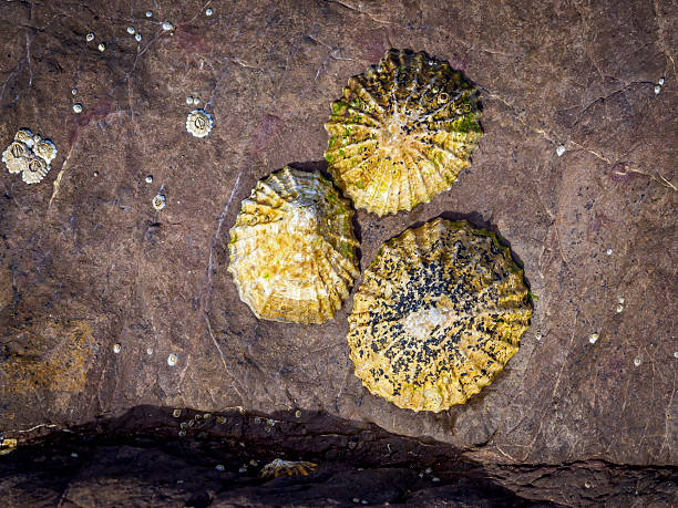 Limpets shells adhering to a coastal rock in Fraserburgh, Scotland