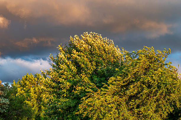 Inverness, Scotland. Trees bathed in warm sunlight against a dramatic cloudy sky during evening