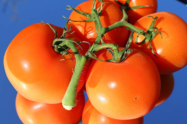 Close-up of red tomatoes on the vine with a minimal blue background. Florida, December 28, 2025. For more, check my portfolio!