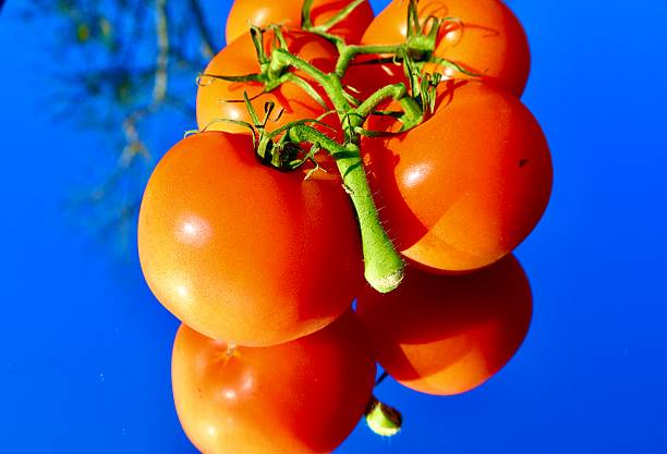 Red, round tomatoes on the vine with sky reflection on a mirror surface. Florida, December 28, 2025