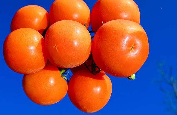 Red tomatoes: Vine-ripened tomatoes are presented on a mirror that reflects both the red tomatoes and the clear, deep blue sky. Florida, December 28, 2025