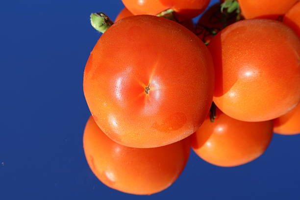 Red tomatoes: A close-up of red tomatoes is presented on a mirror that reflects both the tiny water droplet-filled red tomatoes and the clear, deep blue sky. Florida, December 28, 2025