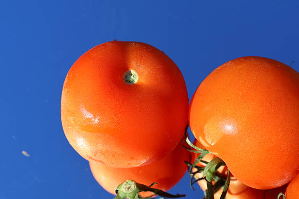 Red tomatoes: A close-up of red tomatoes is presented on a mirror that reflects both the tiny water droplet-filled red tomatoes and the clear, deep blue sky. Florida, December 28, 2025