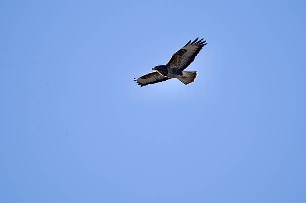 Buzzard bird of prey in flight blue sky