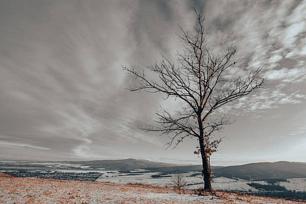Lone tree stands on a ridge in agricultural field near Lund, Sweden. in Lund, Skåne County, Sweden