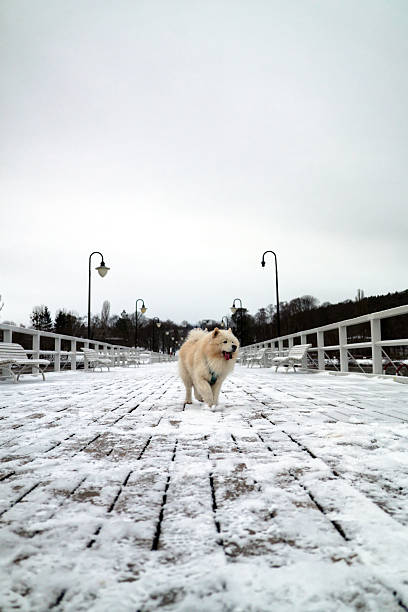 Joyful Samoyed Running on a Snowy Pier