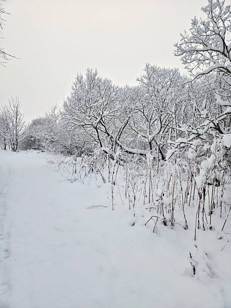 Alone tree in a field, winter season.