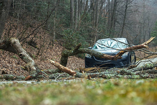 Trees blown down in summer storms in UK