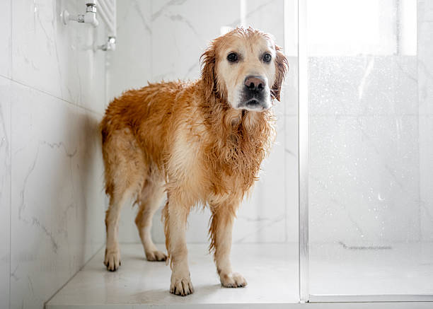 istock Golden Retriever In Shower Stall 2254811315