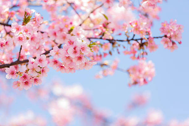 istock Pink Cherry Blossom Against Blue Sky 2254811995