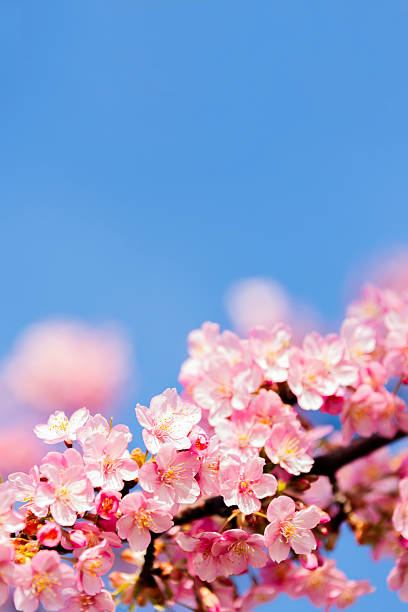 istock Pink Cherry Blossom Against Blue Sky 2254811999