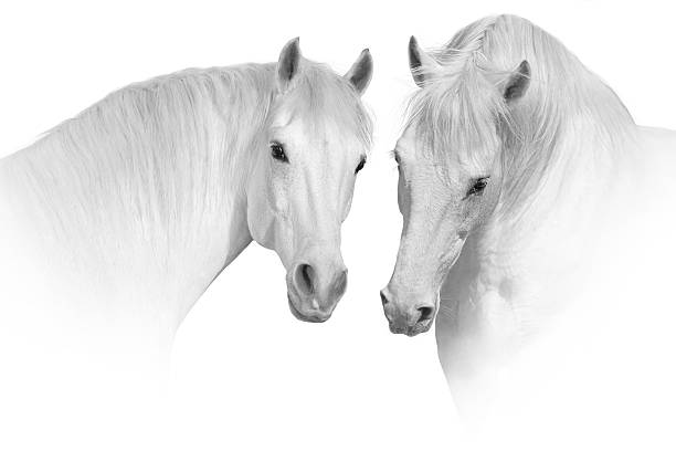 Two White andalusian horse portrait on white background. High key image