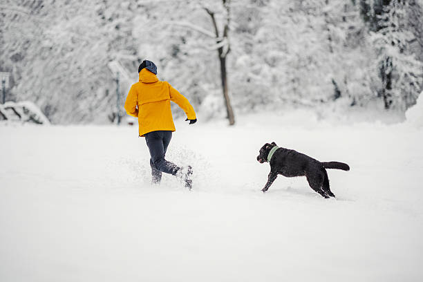 Small cute labrador retriever puppy dog in white snow