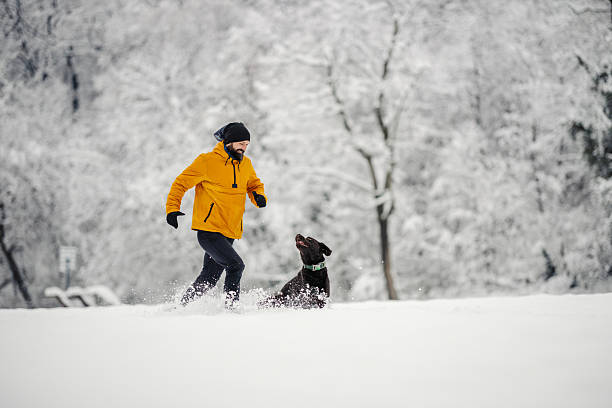 A golden retriever dog running through snow