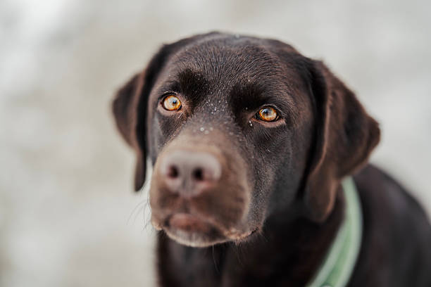 Dog Close up