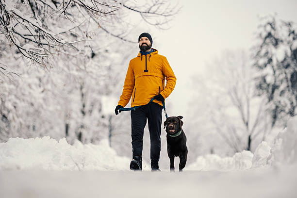 istock Man walking chocolate labrador dog in winter snow 2254817197
