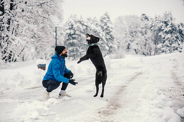 Man in blue jacket and beanie plays with black labrador leaping for snow in a snowy forest, enjoying active winter outdoor recreation, companionship and joyful bonding
