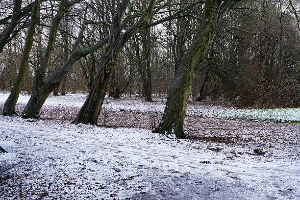 Trees covered in snow in the park on a winter morning,
