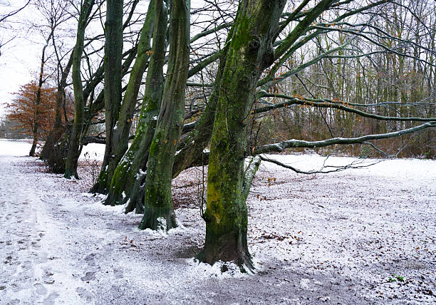 Winter forests in southern Netherlands covered in snow