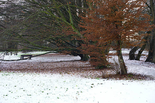 Winter forests in southern Netherlands covered in snow