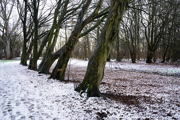 Picturesque landscape with snow-covered trees in the city park. Beauty of winter season.