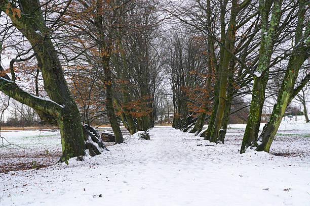 Winter forests in southern Netherlands covered in snow