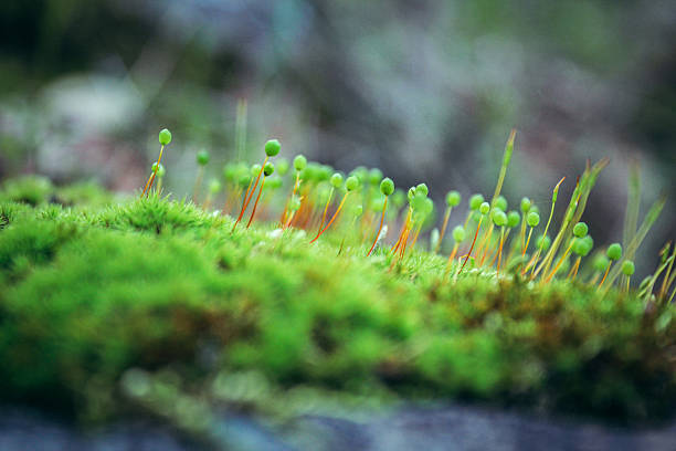 Macro photograph of moss with bright green spore capsules on thin reddish-orange stems, forming a delicate natural pattern against a blurred nature background