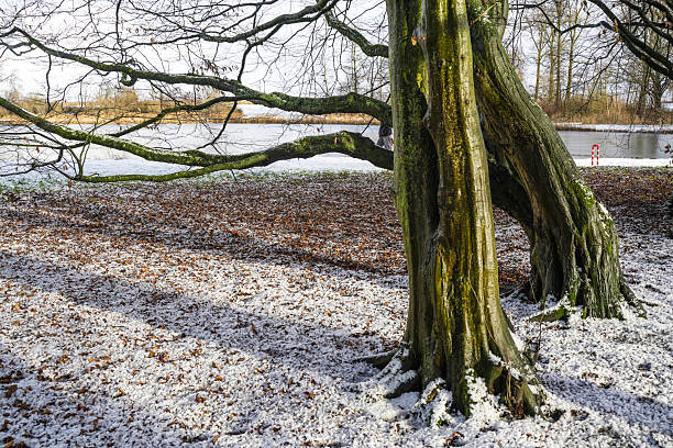 Winter forests in southern Netherlands covered in snow