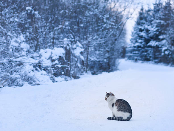 Distant view of cat sitting alone on snowy road surrounded by trees with copy space. Concept of loneliness, scale, quiet winter nature.
