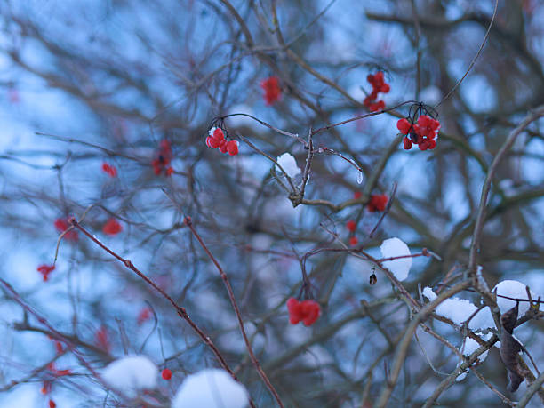 Branches with red berries of Viburnum opulus against snowy winter background with copy space. Concept of color contrast, survival, winter nature.